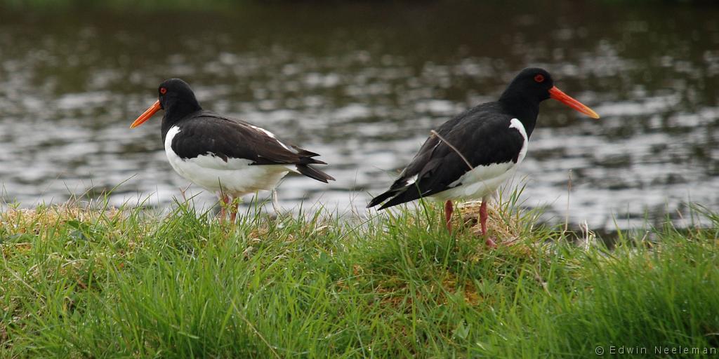 ENE-20070510-0045.jpg - [nl] Scholeksters ( Haematopus ostralegus ) | Laggan, Schotland[en] Eurasian Oystercatchers ( Haematopus ostralegus ) | Laggan, Scotland